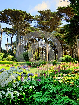 Lush green garden in San Francisco near Golden Gate Park