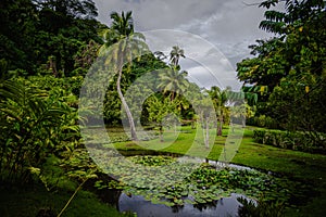 Lush Green Garden in Tahiti