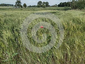 red poppy in a green grain field in the storm photo