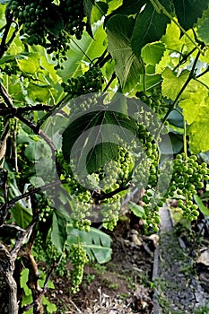 Lush Green Grape Vineyard