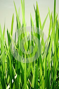 Lush green grass background