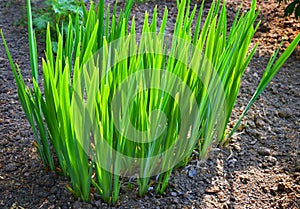 Lush green grass closeup