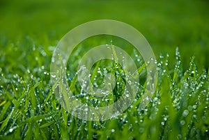 Lush green grass with drops