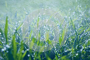 Lush green grass with falling drops