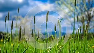 Lush Green Grass Field Landscape