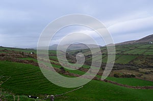 Lush Green Grass Fields in Dingle Ireland