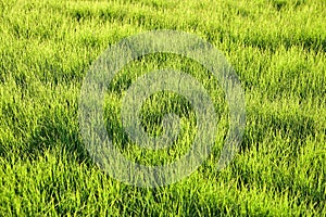 Lush green grass fluttering in the wind