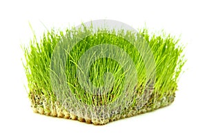 Wheatgrass green photo
