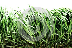 Lush Green Grass Growing in Sunlight