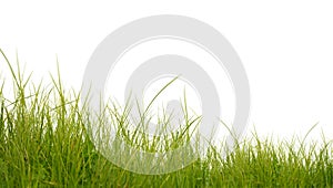 Lush green grass isolated on white background