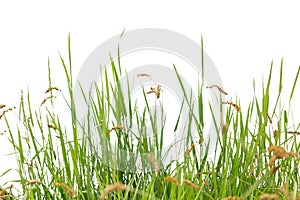 Lush green grass isolated on white background