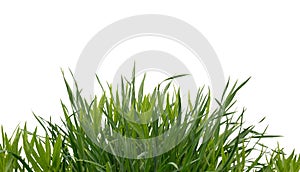 Lush green grass isolated on white background