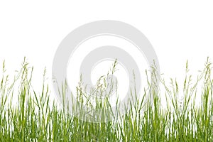 Lush green grass isolated on white background