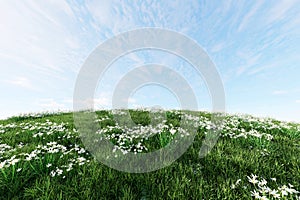 Lush green grass lawn and white flower on hill fresh nature with blue sky background with clipping path 3d render