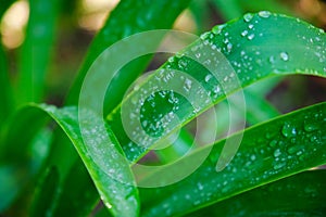 Lush green grass leaves with drops of water dew droplets in the wind in morning