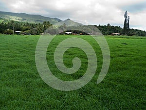 Lush green grass in Maui Hawaii, village in the background