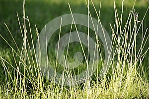 Lush green grass in summer