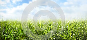 Lush green grass on sunny day. Banner design