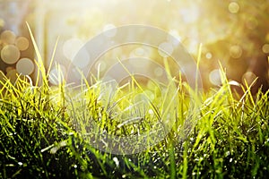 Lush green grass on sunny day. Bokeh effect