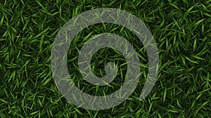 Lush Green Grass texture from Overhead View