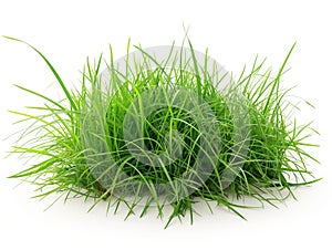 Lush Green Grass Tuft