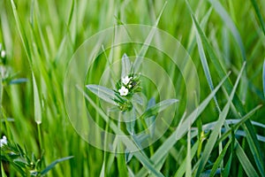 Lush green grass with white small flowers