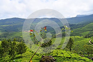 Lush Green Hills and Tea Gardens in Natural Landscape in Munnar, Idukki, Kerala, India