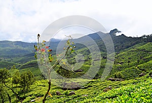 Lush Green Hills and Tea Gardens in Natural Landscape in Munnar, Idukki, Kerala, India