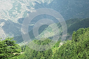 Lush green himalayan forest and valley simla india