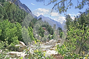 Lush green himalayan forest and valley and snow peaks gangotri