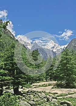 Lush green himalayan forest and valley uttaranchal India