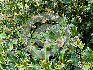 Lush Green Holly Bush with Prickly Leaves and Small White Flowers in Bloom