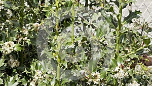 Lush green holly bush with prickly leaves and small white flowers in bloom