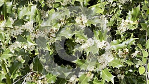 Lush green holly bush with prickly leaves and small white flowers in bloom