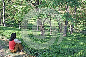 Lush green kangra tea gardens, india photo