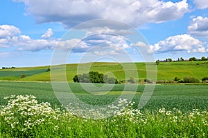 Lush green landscape of beautiful field in the countryside and cows grazing in a pasture against cloudy blue sky