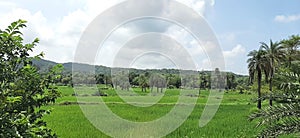 A Lush green landscape scene of rural India