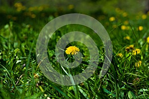 Lush green lawn with dandelion