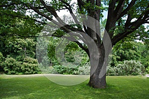 Lush green lawn under a large tree. A place to rest. Nature and greenery around. The tree provides shelter from the sun