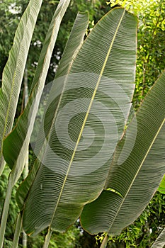 Lush green leaves of Banana palm plant in tropical greenhouse