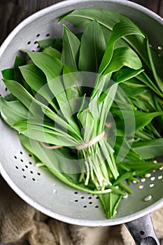 Lush green leaves of bear's wild garlic bunch