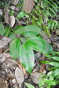 Lush green leaves of cinnamon tree