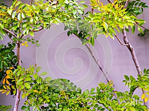 Lush green leaves in front on a cement wall.