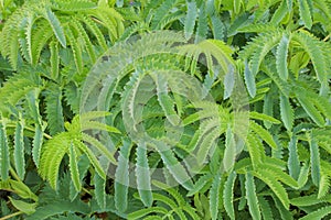 Lush green leaves of Honey Bush Melianthus Major