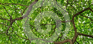 lush green leaves of a large tree