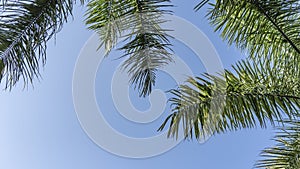 Lush green leaves of palm trees on a bright clear background of blue sky.