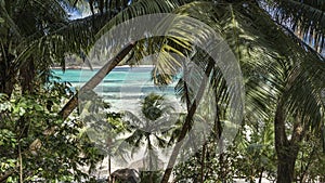 Through the lush green leaves of palm trees and sloping trunks, you can see the turquoise ocean