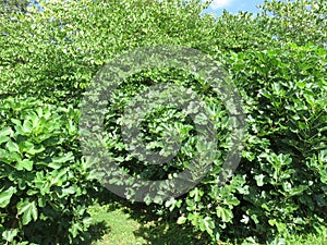 Lush Green Leaves in September