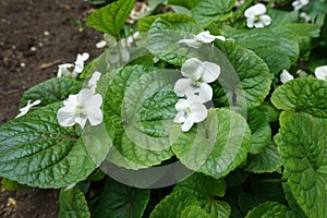 Lush green leaves and white flowers of Viola sororia albiflora in May