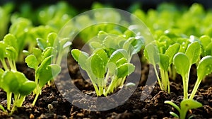 Lush green lettuce sprouts organized